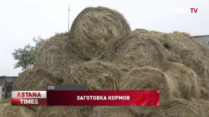 70% кормов на зиму заготовили для скота в Северном Казахстане