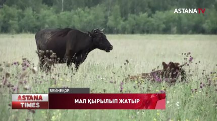 Солтүстік Қазақстанда ірі қара белгісіз дерттен қырылып жатыр