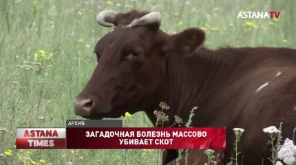 В Северном Казахстане пытаются выяснить причины массовой гибели скота