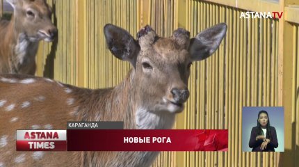 Видео с окровавленными оленями прокомментировали в карагандинском зоопарке