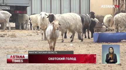 Режим ЧС из-за массовой гибели скота не будут вводить в Мангистауской области