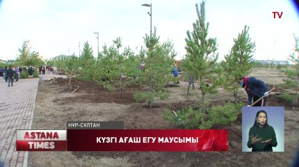Елордада бір күнде 3 мыңға жуық ағаш егілді