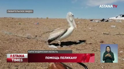 Дикий пеликан пришел за помощью к балхашским рыбакам