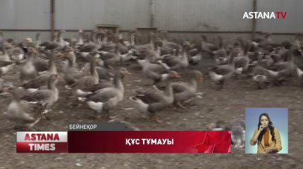 СҚО құс тұмауынан мыңнан астам үйрек пен қаз қырылды