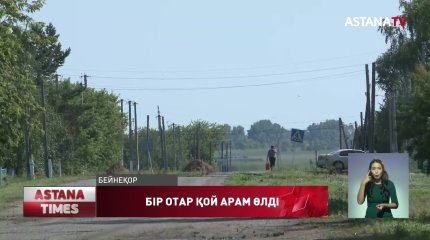 СҚО  жеңіл көлік бір отар қойды қағып кетті