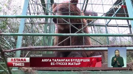 Аюға таланған бүлдіршін ес-түссіз күйге түсті