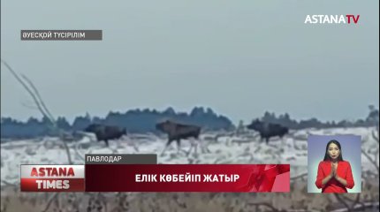 Павлодар облысында елік көбейген