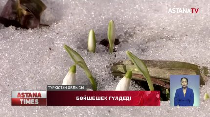 Түркістан облысында бәйшешек гүлдеп жатыр