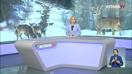 Популяция косуль в лесах Павлодарской области резко возросла