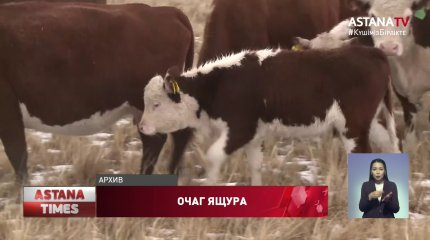 Ящур в Карагандинской области: мясо не попало на рынок, - инспекция