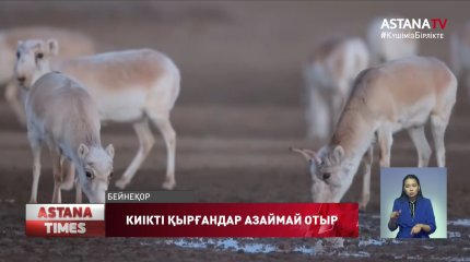 Тобыл өңірінде ақбөкенді заңсыз ату фактісі азаймай тұр