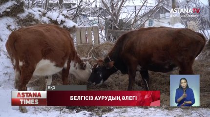Батыс Қазақстан облысында ірі қара белгісіз дертке шалдығуда