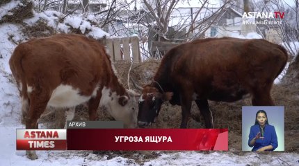 Вспышкой неизвестной инфекции среди скота встревожены западноказахстанцы