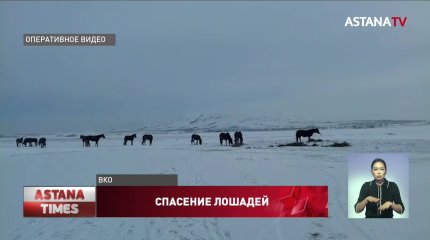 Табун лошадей несколько часов вызволяли из ледяного Иртыша в ВКО