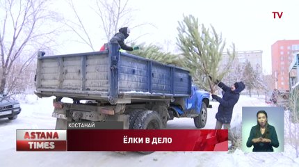 Запретить ввозить новогодние ёлки из России предложил костанайский экоактивист