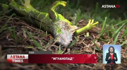 Во Флориде начался "игуанопад" из-за похолодания
