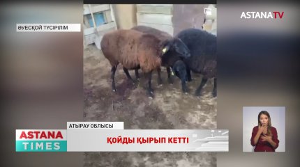 Атырау облысында белгісіз жыртқыш қойды қырып кетті