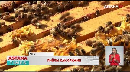 Женщина натравила пчёл на полицейских при принудительном выселении