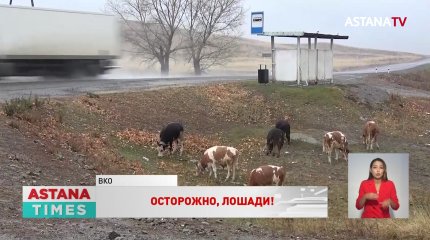 Бродячий скот досаждает жителям городов ВКО
