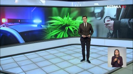 Қызылордалық полицейлер 10 тоннаға жуық марихуананың таралу жолын кесті