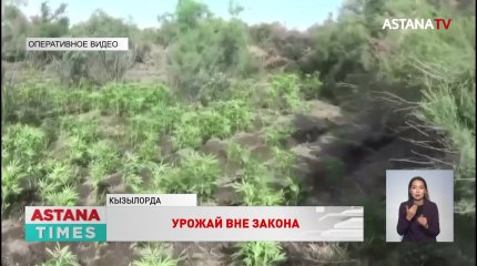 22 тысячи кустов конопли изъяли полицейские в Кызылординской области