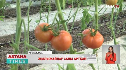 Қызылордада жылыжайда лимон ағашы өсіріліп жатыр