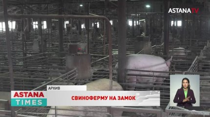 Свиноферма 20 лет работала без экологических документов в Усть-Каменогорске