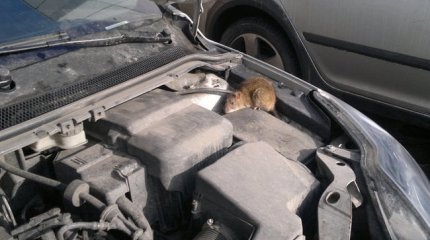 Крысы терроризируют автомобилистов Усть-Каменогорска