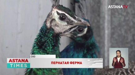 Жизнь в суровых условиях: необычных пернатых разводит сельчанин в СКО