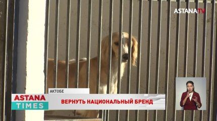 "Нос длинный, ноги длинные – это еще не тазы", - заводчики о рисках воспроизведения казахских пород собак