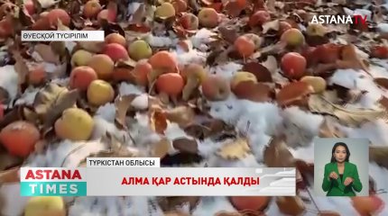 Қазығұрт ауданында 3 мың тонна алма қардың астында қалды