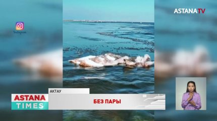 Недостаток жира и морозы назвали причиной гибели лебедей на Каспии