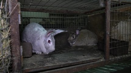 Бір қоянның бағасы – 10 мың теңгеге дейін барады