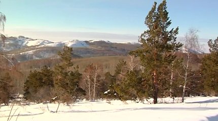 Перед новогодними праздниками хвойный лес ВКО взяли под усиленную охрану