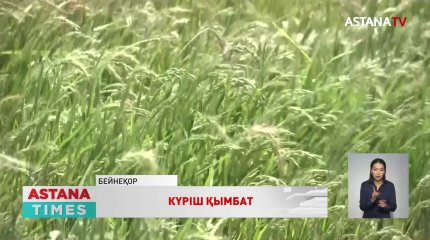 Қызылордада күріш қымбаттап кетті