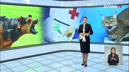 Биылдан бастап ит пен мысықтың мойнына чип орнатылады