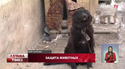 Закон о защите животных нужно довести "до ума", - столичные волонтеры