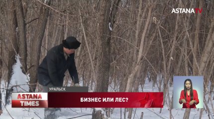 Вырубка лесов в водоохраной зоне возмутила экоактивистов Уральска