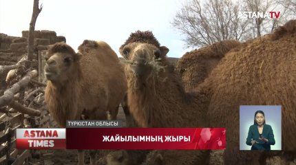 Түркістандықтар балаларын сабақтан алып қалып мал бақтырмақшы