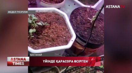 Қостанай қаласының тұрғыны үйінде қарасора өсірген