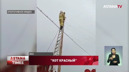 Операция по спасению кота умилила казахстанцев