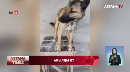 Қазақ тіліндегі бұйрықтарды бұлжытпай орындайтын иттің әрекеті көпшілікті сүйсінтті