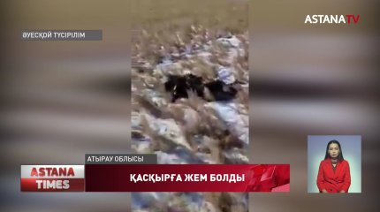 Атырау облысында бір отар қой қасқырға жем болды
