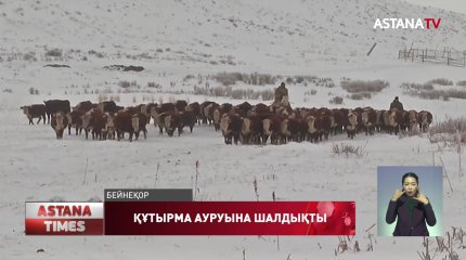Қарағанды облысында малдың құтырма ауруына шалдығуына жыртқыш аңдардың тістеуі себеп болған