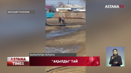 "Ақтабан" атты тай иесінің бар айтқанын бұлжытпай орындайды