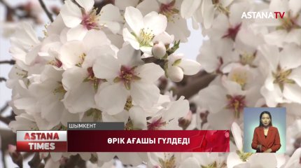 Шымкентте өрік ағашы гүлдей бастады
