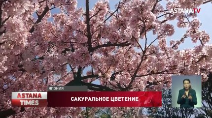 Японцы массово устремились в парки любоваться сакурой
