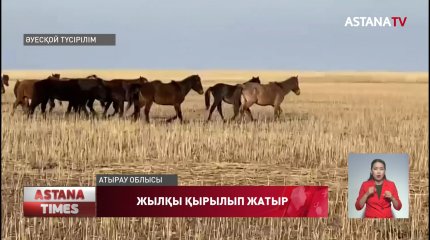 Атырау облысында жылқы қырылып жатыр