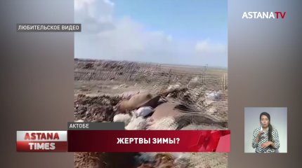 Разбросанные в степи туши домашнего скота напугали актюбинцев