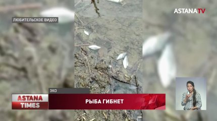 Рыба массово гибнет в ЗКО